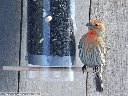 House Finch