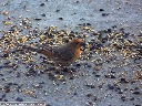 House Finch