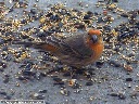 House Finch