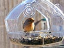 House Finch