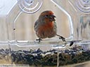 House Finch