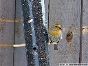 House Finch