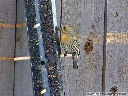 House Finch