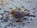 House Finch