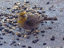 House Finch