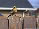 House Finch