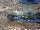 House Sparrow