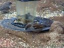 House Sparrow