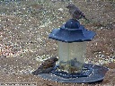 House Sparrow