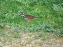 Killdeer