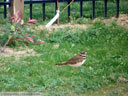 Killdeer