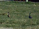 Mallard Duck