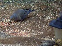 Mourning Dove