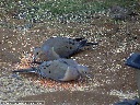 Mourning Dove