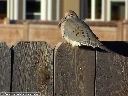 Mourning Dove