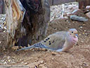Mourning Dove