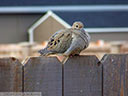 Mourning Dove