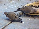 Mourning Dove