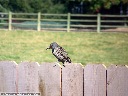 Northern Flicker