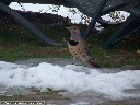 Northern Flicker