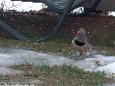 Northern Flicker