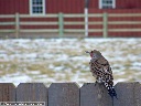 Northern Flicker