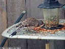 Northern Flicker