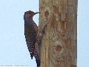 Northern Flicker