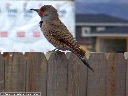 Northern Flicker