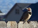 Northern Flicker