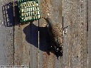 Northern Flicker