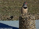 Northern Flicker