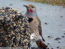 Northern Flicker