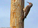 Northern Flicker