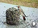 Northern Flicker