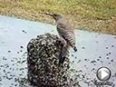 Northern Flicker