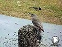Northern Flicker