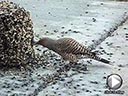 Northern Flicker