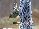 Pine Siskin