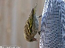 Pine Siskin