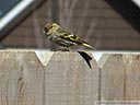 Pine Siskin