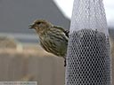 Pine Siskin