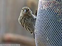 Pine Siskin