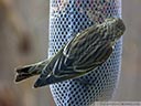 Pine Siskin