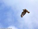 Red-tailed Hawk