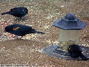Red-Winged Blackbird