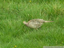 Ring-necked Pheasant