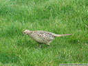 Ring-necked Pheasant