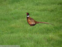 Ring-necked Pheasant