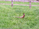 Ring-necked Pheasant